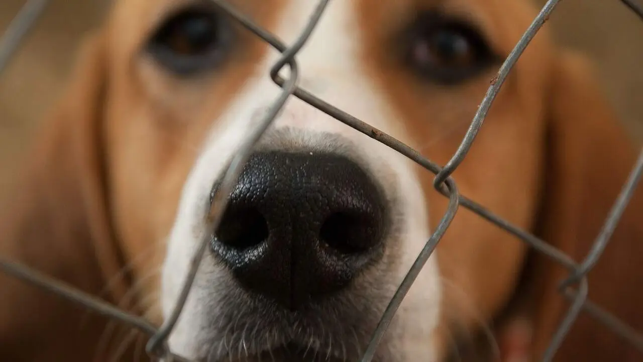 perro