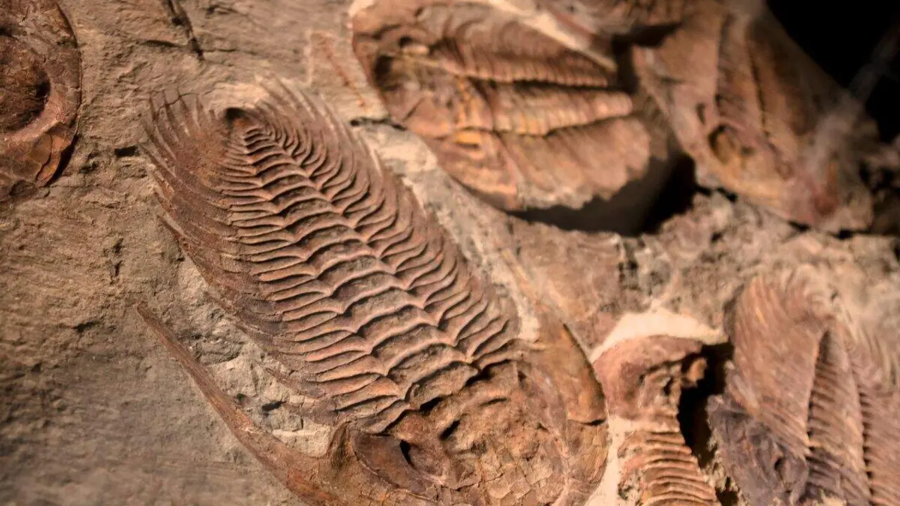 trilobite