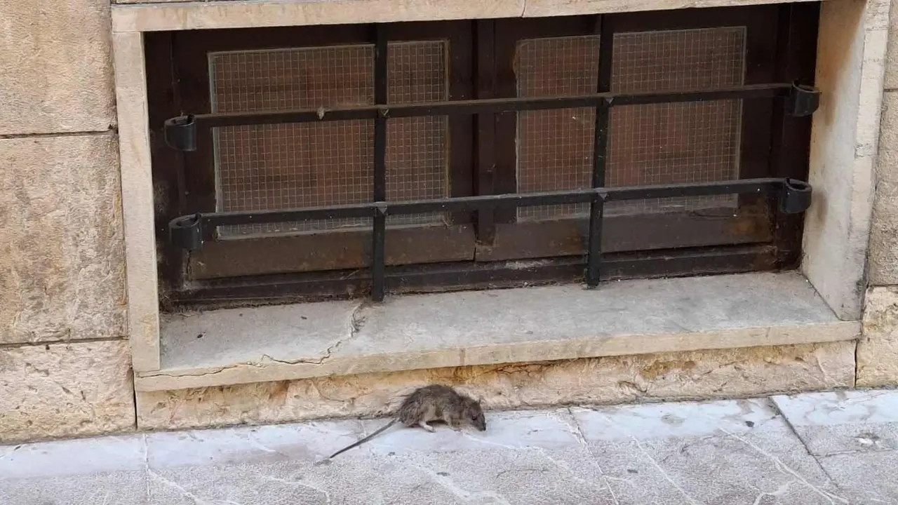 Ratas2