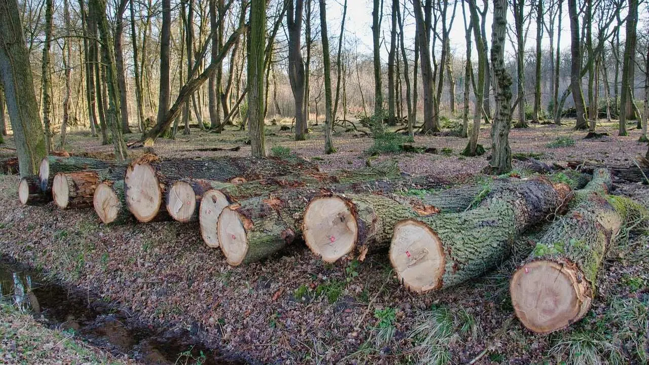 madera