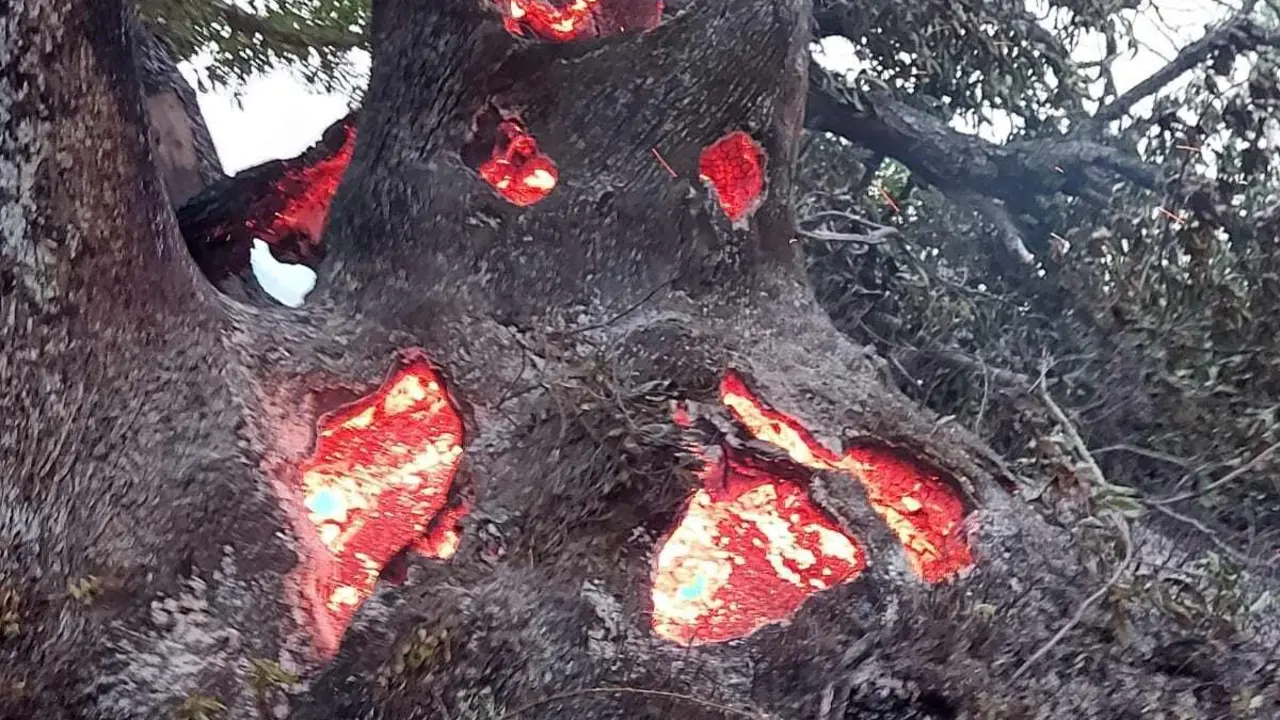 &Aacute;rboles centenarios ardiendo d&iacute;as despu&eacute;s de que se declarara el incendio
