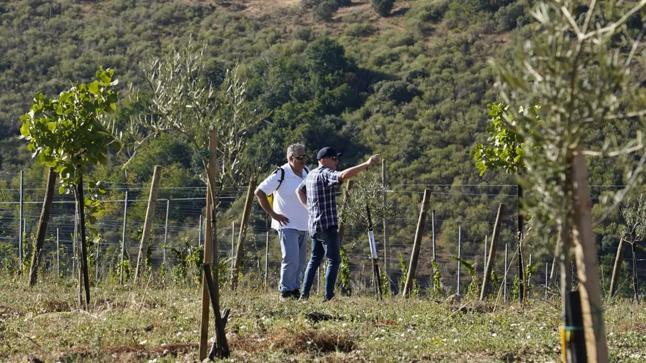 Presentaci&oacute;n de los avances logrados en la b&uacute;squeda, identificaci&oacute;n, reproducci&oacute;n y conservaci&oacute;n de posibles variedades aut&oacute;ctonas de olivo de la comarca de El Bierzo