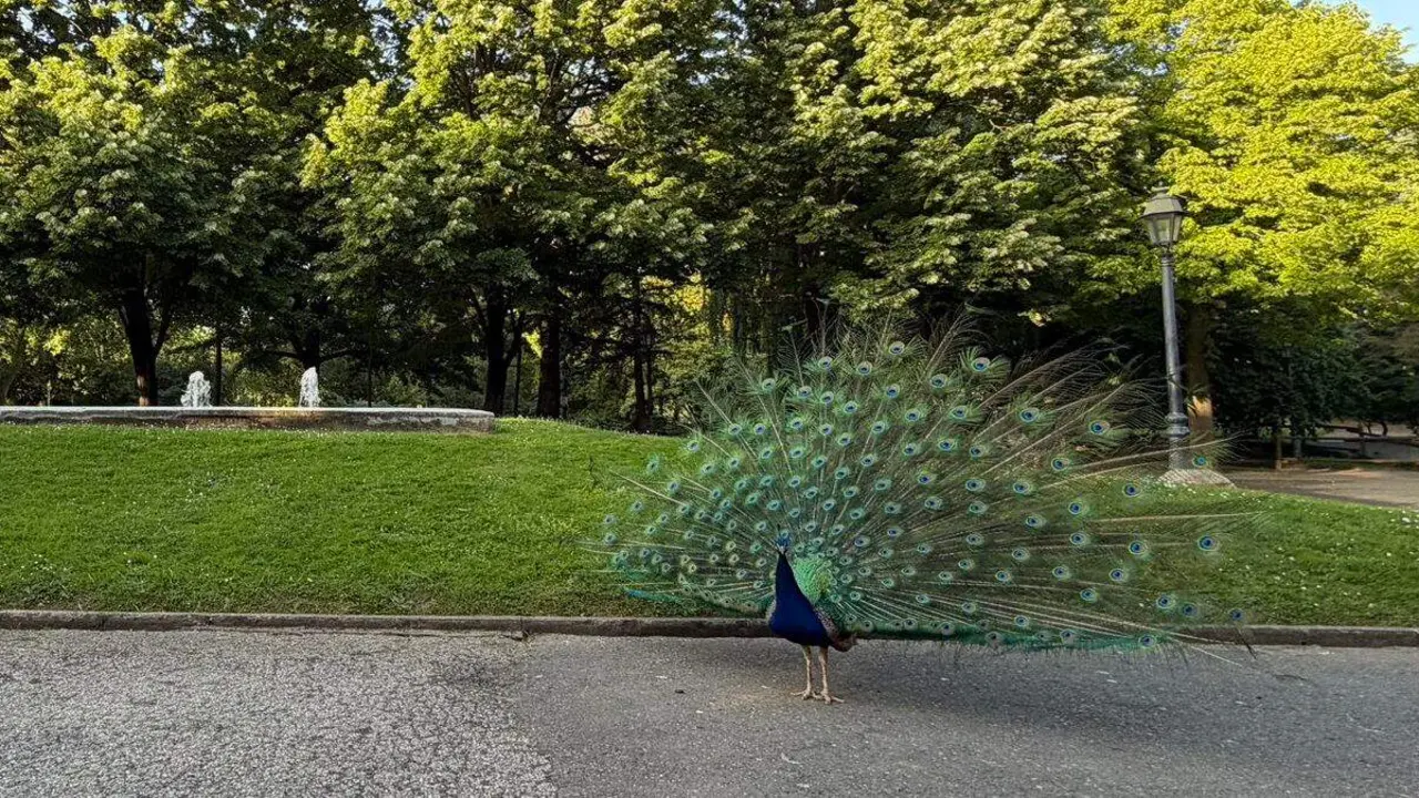 Uno de los famosos pavos reales del Parque de Quevedo de Le&oacute;n. Foto: Ayto. Le&oacute;n.