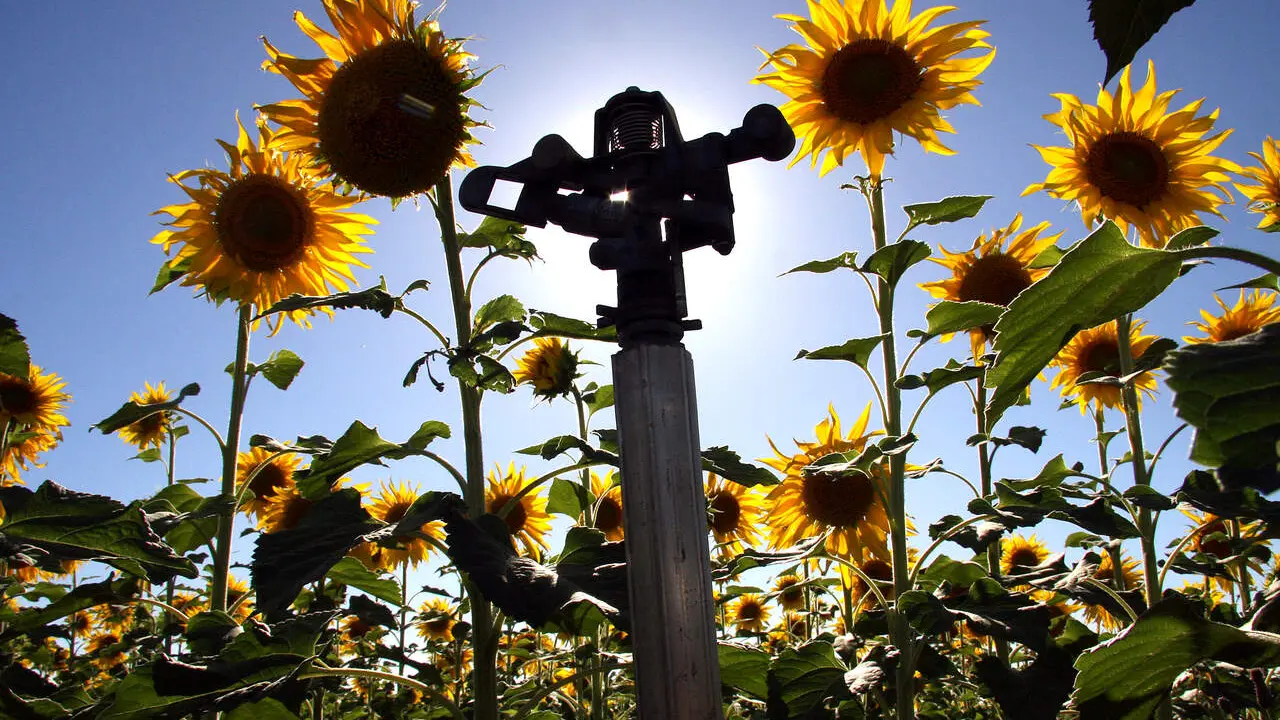 Plantaci&oacute;n de girasoles de regad&iacute;o en Le&oacute;n. Foto: Peio Garc&iacute;a.