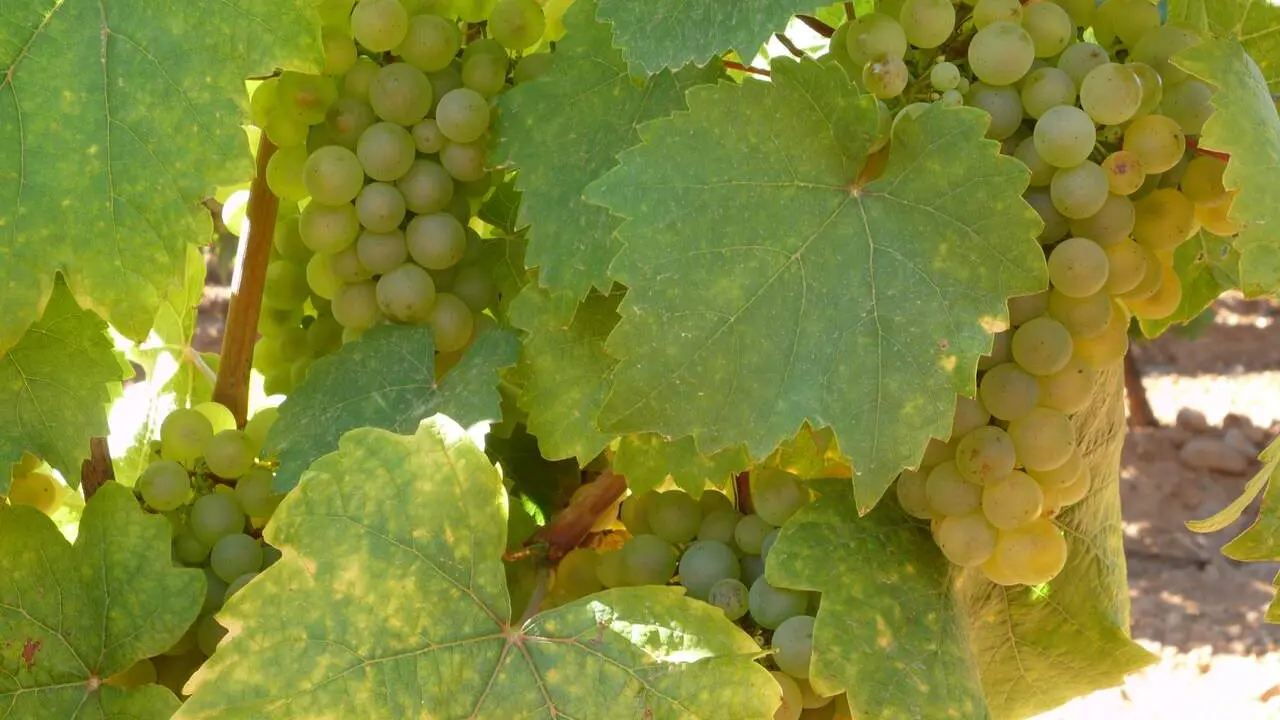 Uvas de albar&iacute;n de la Denominaci&oacute;n de Origen Le&oacute;n. Foto: DO Le&oacute;n.