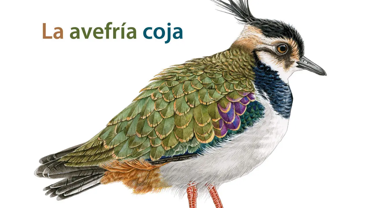 Portada del libro 'La avefr&iacute;a coja' del escritor Joaqu&iacute;n Alegre y editado por la Editorial Rimpego