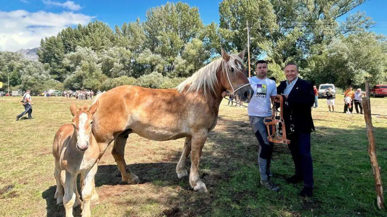 XXXVI edici&oacute;n del Concurso-Exposici&oacute;n Hispano-Bret&oacute;n, celebrado en San Emiliano de Babia.