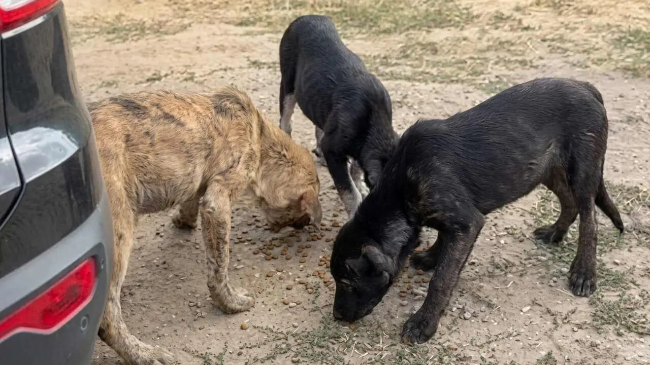Perros
