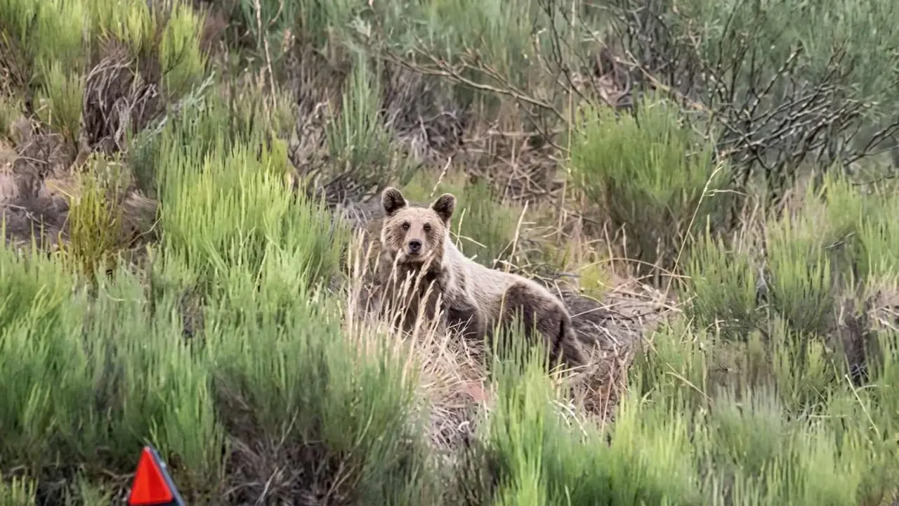 Imagen de un osezno en Sosas de Laciana.