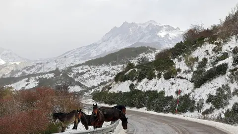 La nieve cubre la montaña de León en el puerto de Pajares y la comarca de los Argüellos. Fotos: Peio García