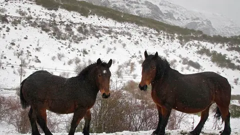 La nieve cubre la montaña de León en el puerto de Pajares y la comarca de los Argüellos. Fotos: Peio García