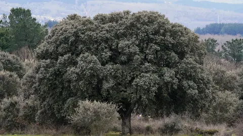 El zofreral de Cobrana (León), premiado como 'Bosque del año 2025', por la ONG Bosque sin Fronteras. Fotos: César Sánchez.