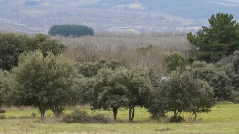 El zofreral de Cobrana (León), premiado como 'Bosque del año 2025', por la ONG Bosque sin Fronteras. Fotos: César Sánchez.