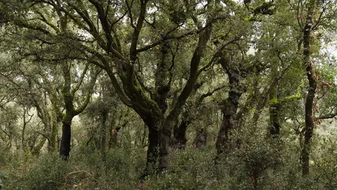 El zofreral de Cobrana (León), premiado como 'Bosque del año 2025', por la ONG Bosque sin Fronteras. Fotos: César Sánchez.