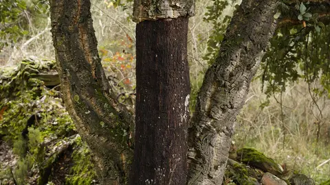 El zofreral de Cobrana (León), premiado como 'Bosque del año 2025', por la ONG Bosque sin Fronteras. Fotos: César Sánchez.