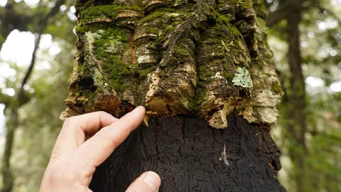 El zofreral de Cobrana (León), premiado como 'Bosque del año 2025', por la ONG Bosque sin Fronteras. Fotos: César Sánchez.