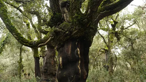 El zofreral de Cobrana (León), premiado como 'Bosque del año 2025', por la ONG Bosque sin Fronteras. Fotos: César Sánchez.