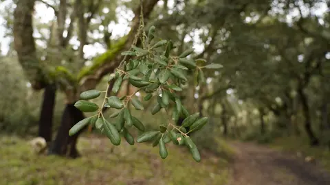 El zofreral de Cobrana (León), premiado como 'Bosque del año 2025', por la ONG Bosque sin Fronteras. Fotos: César Sánchez.