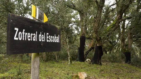 El zofreral de Cobrana (León), premiado como 'Bosque del año 2025', por la ONG Bosque sin Fronteras. Fotos: César Sánchez.