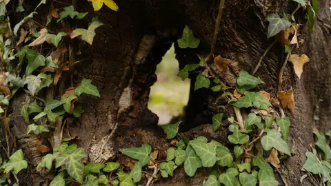 El zofreral de Cobrana (León), premiado como 'Bosque del año 2025', por la ONG Bosque sin Fronteras. Fotos: César Sánchez.