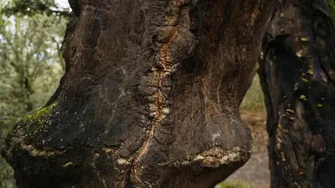 El zofreral de Cobrana (León), premiado como 'Bosque del año 2025', por la ONG Bosque sin Fronteras. Fotos: César Sánchez.