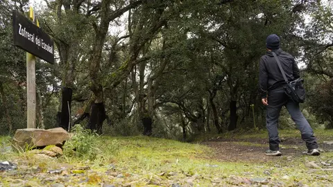 El zofreral de Cobrana (León), premiado como 'Bosque del año 2025', por la ONG Bosque sin Fronteras. Fotos: César Sánchez.