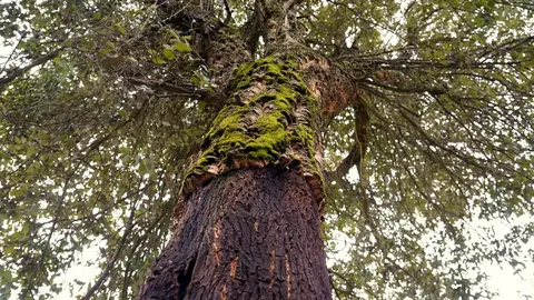 El zofreral de Cobrana (León), premiado como 'Bosque del año 2025', por la ONG Bosque sin Fronteras. Fotos: César Sánchez.