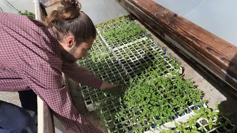 El capataz forestal, Emilio Medina Román, cultiva hortalizas de secano en Villalcazar de Sirga(Palencia) como parte del proyecto de recuperación y conservación de semillas, en la imagen su huerta de La Mielga donde ha cultivado diversas variedades de ajos. Fotos: Brágimo.