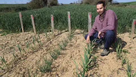 El capataz forestal, Emilio Medina Román, cultiva hortalizas de secano en Villalcazar de Sirga(Palencia) como parte del proyecto de recuperación y conservación de semillas, en la imagen su huerta de La Mielga donde ha cultivado diversas variedades de ajos. Fotos: Brágimo.