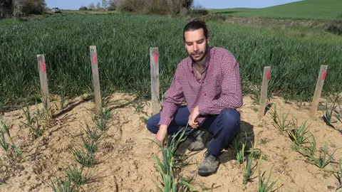 El capataz forestal, Emilio Medina Román, cultiva hortalizas de secano en Villalcazar de Sirga(Palencia) como parte del proyecto de recuperación y conservación de semillas, en la imagen su huerta de La Mielga donde ha cultivado diversas variedades de ajos. Fotos: Brágimo.