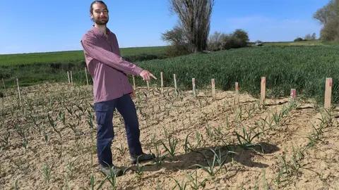 El capataz forestal, Emilio Medina Román, cultiva hortalizas de secano en Villalcazar de Sirga(Palencia) como parte del proyecto de recuperación y conservación de semillas, en la imagen su huerta de La Mielga donde ha cultivado diversas variedades de ajos. Fotos: Brágimo.