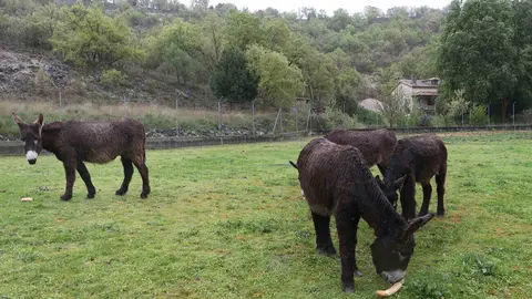 En el Centro de Ocio ‘Los Caños’, Luis Cantera se dedica a conservar esta especie de burro en peligro de extinción. Foto: Brágimo.