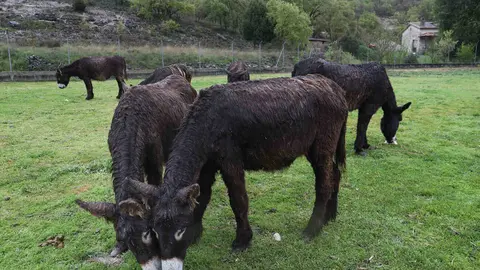En el Centro de Ocio ‘Los Caños’, Luis Cantera se dedica a conservar esta especie de burro en peligro de extinción. Foto: Brágimo.