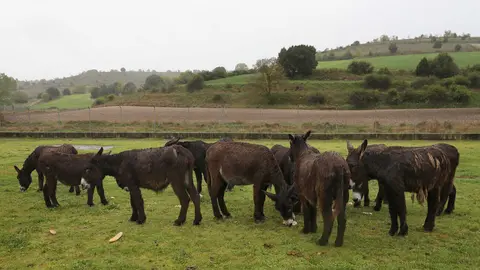 En el Centro de Ocio ‘Los Caños’, Luis Cantera se dedica a conservar esta especie de burro en peligro de extinción. Foto: Brágimo.
