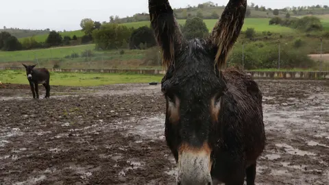 En el Centro de Ocio ‘Los Caños’, Luis Cantera se dedica a conservar esta especie de burro en peligro de extinción. Foto: Brágimo.