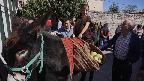 En el Centro de Ocio ‘Los Caños’, Luis Cantera se dedica a conservar esta especie de burro en peligro de extinción, en la imagen particpando en la feria de la Cebola de Palenzuela. Foto: Brágimo.