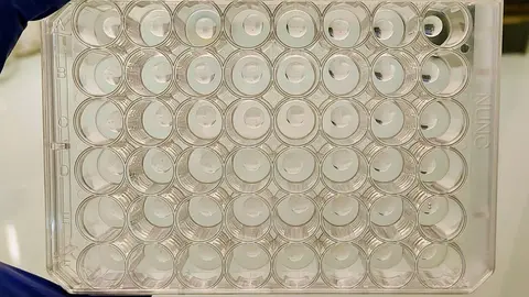 Imagen del material empleado por el investigador de la Universidad de León, Giulio Galli, en las instalaciones del IGM.