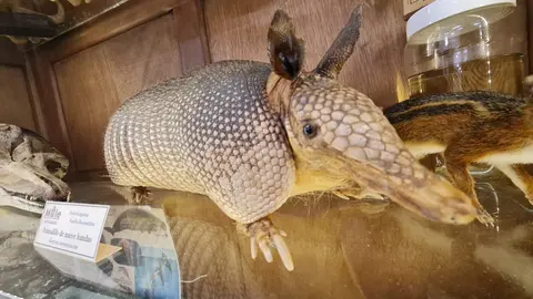 El Museo de las Colecciones de la Universidad de León (Mule) se ha consolidado como uno de los espacios más singulares del panorama museístico nacional.