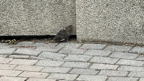 Vecinos de Eras denuncian una plaga de ratas en el parque Juan Morano