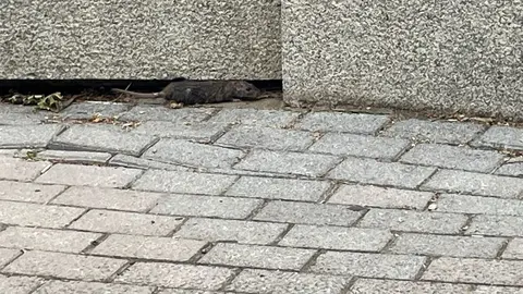 Vecinos de Eras denuncian una plaga de ratas en el parque Juan Morano