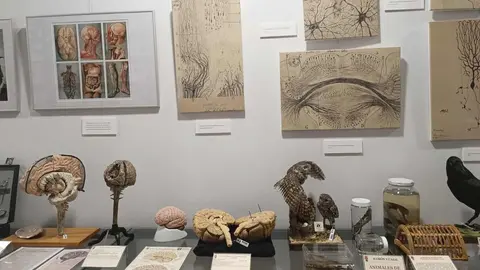 La ULE recibe con “honor y responsabilidad” la exposición ‘Cajal, su obra científica, artística y literaria’ donada por la Fundación Pro-Neurociencias.