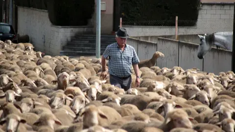 Un rebaño de 2.500 ovejas atraviesa la provincia leonesa camino del Puerto de Fontanales, en Robledo de Caldas, reviviendo una tradición ganadera con siglos de historia. Fotos: Peio García