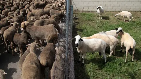Un rebaño de 2.500 ovejas atraviesa la provincia leonesa camino del Puerto de Fontanales, en Robledo de Caldas, reviviendo una tradición ganadera con siglos de historia. Fotos: Peio García