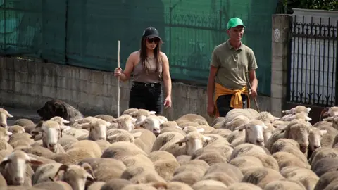 Un rebaño de 2.500 ovejas atraviesa la provincia leonesa camino del Puerto de Fontanales, en Robledo de Caldas, reviviendo una tradición ganadera con siglos de historia. Fotos: Peio García
