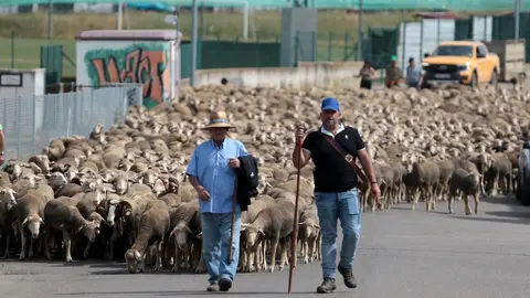 Un rebaño de 2.500 ovejas atraviesa la provincia leonesa camino del Puerto de Fontanales, en Robledo de Caldas, reviviendo una tradición ganadera con siglos de historia. Fotos: Peio García