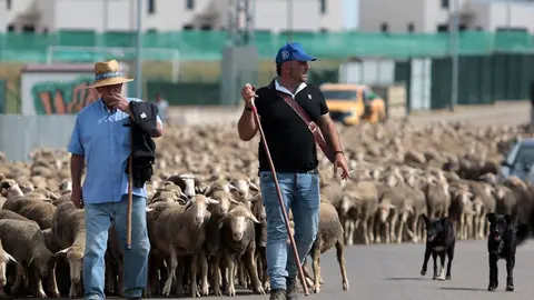 Un rebaño de 2.500 ovejas atraviesa la provincia leonesa camino del Puerto de Fontanales, en Robledo de Caldas, reviviendo una tradición ganadera con siglos de historia. Fotos: Peio García