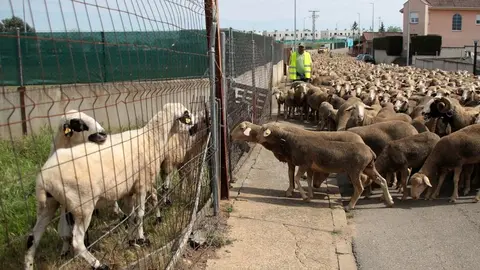 Un rebaño de 2.500 ovejas atraviesa la provincia leonesa camino del Puerto de Fontanales, en Robledo de Caldas, reviviendo una tradición ganadera con siglos de historia. Fotos: Peio García
