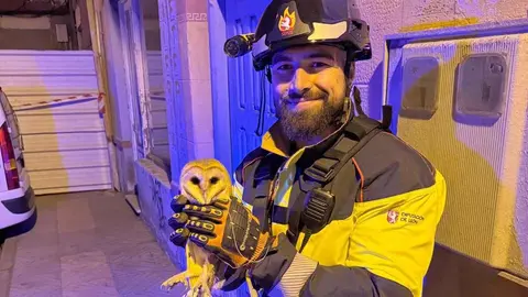 Los Bomberos del Servicio de Prevención, Extinción de Incendios y Salvamento (Sepeis) de la Diputación de León, adscritos al Parque de Celada de la Vega, intervinieron en Astorga para rescatar a una lechuza que permanecía inmovilizada en la fachada de un edificio. Foto: Sepeis