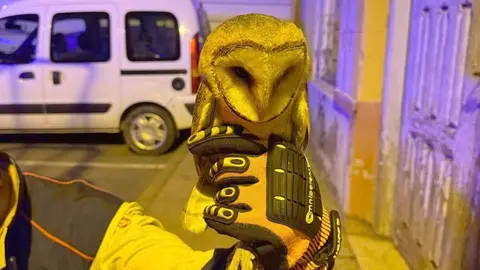 Los Bomberos del Servicio de Prevención, Extinción de Incendios y Salvamento (Sepeis) de la Diputación de León, adscritos al Parque de Celada de la Vega, intervinieron en Astorga para rescatar a una lechuza que permanecía inmovilizada en la fachada de un edificio. Foto: Sepeis