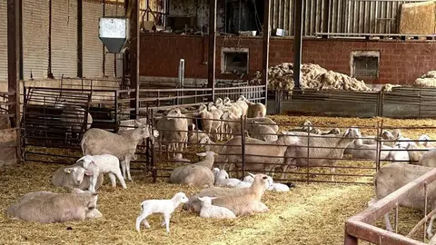 Alumnos del primer curso del Grado de Veterinaria visitan ‘Covisurle’, ‘Quesos Soterano’, ‘Urzapa’, el Matadero Frigorífico Comarcal de Astorga y ‘Cecinas Nieto’.